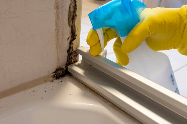 Best Professional Mold Removal  in Independence, OR
