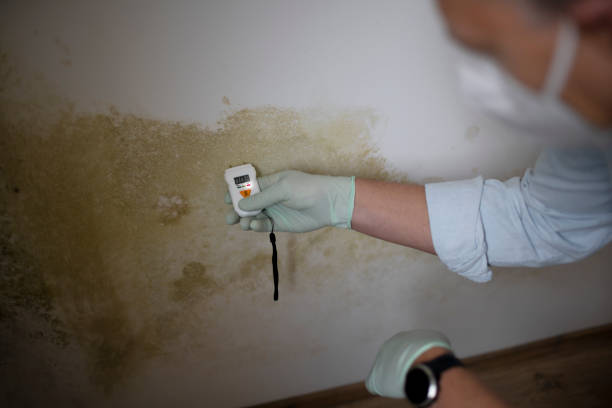 Best Crawl Space Mold Removal  in Independence, OR