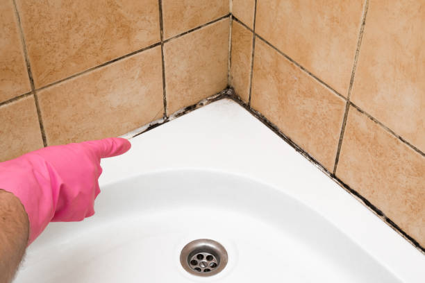 Mold Removal Process in Independence, OR